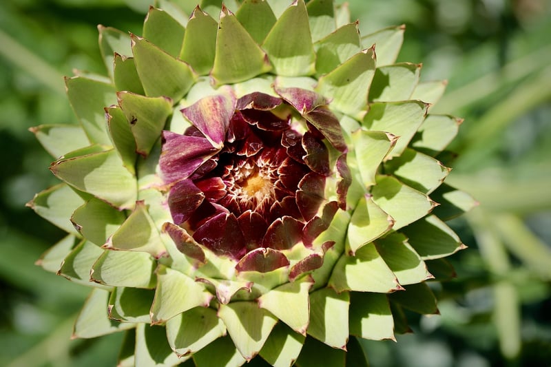 Artichokes