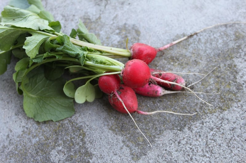 Radishes